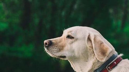 拉布拉多犬的喂食错误方法（避免犬只健康问题，正确喂养你的宠物）