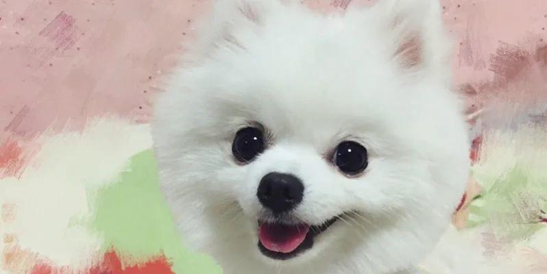 如何训练你的博美犬？（掌握宠物训练的基本原则和技巧）