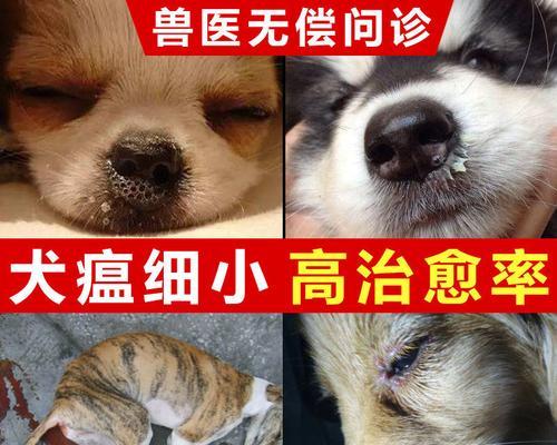 小猫吐拉稀不止，如何治疗？（宠物健康怎么破？掌握这几点救命药！）