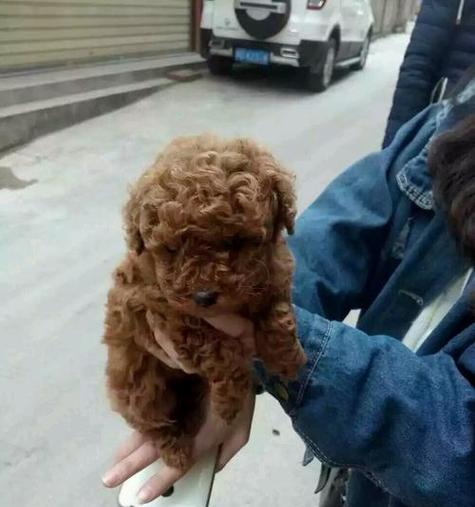 幼犬消化不良的原因及防治方法（探究幼犬消化不良的危害及预防措施）