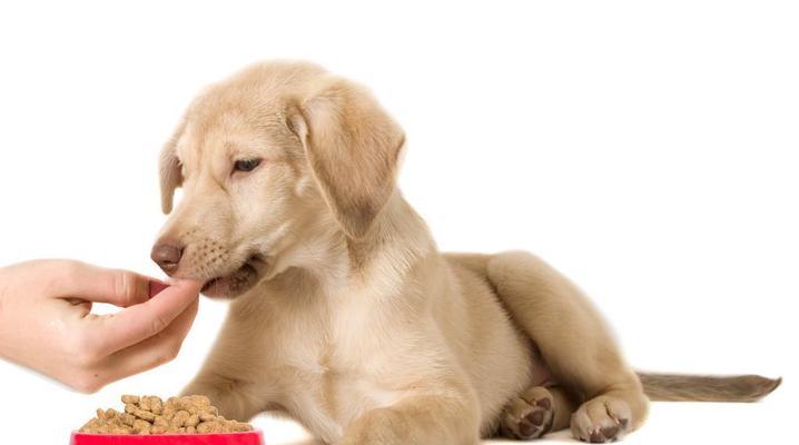 15天幼犬饮食指南（让你的宠物健康成长）