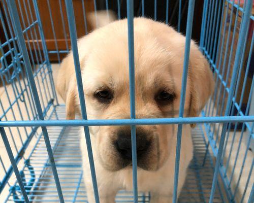 宠物必威——幼犬保健的必备品（预防常见病，让幼犬健康成长）