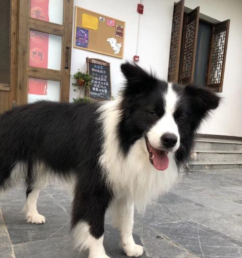 如何养好刚出生的英国牧羊犬？（宠物养殖专家教你从喂养到训练的全过程！）