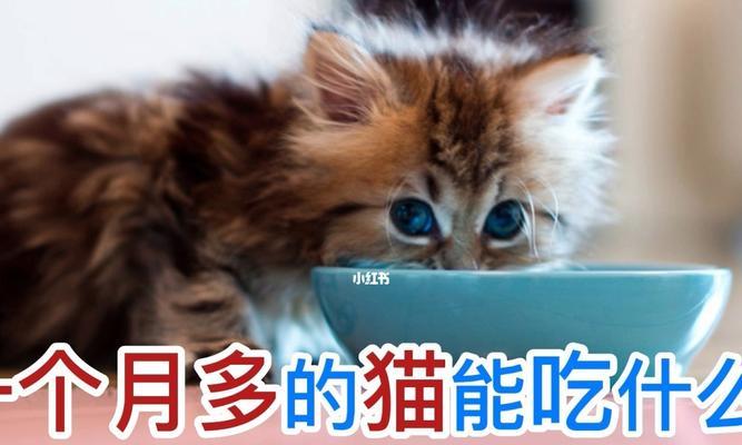 猫妈妈如何正确喂养新生小猫？（一步步教你如何让宠物猫妈妈健康地抚养小猫）