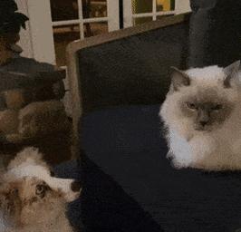 猫咪鼻翼上出现黑色物质，原因及应对方法详解