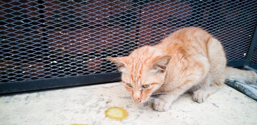 宠物猫呕吐黄水泡沫黏液拉稀怎么办？（猫咪呕吐拉稀原因分析及治疗方法）