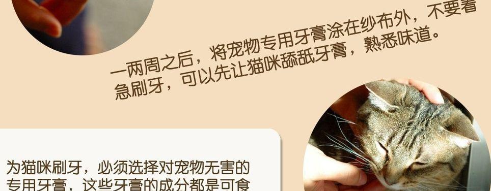 如何预防猫咪的牙垢问题（以猫咪牙斑图片猫咪下牙图片为例，教你如何保护猫咪的口腔健康）