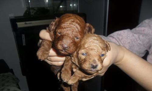 探究泰迪幼犬毛色变浅原因（宠物爱好者必读！泰迪幼犬毛色变浅的故事）