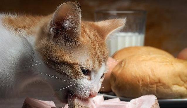 夏季猫咪饮食指南（让宠物健康度过夏天的小贴士）