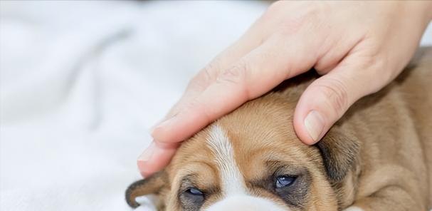 小狗得了犬瘟，为什么老爱睡觉？（探究犬瘟对小狗睡眠的影响及应对方法）