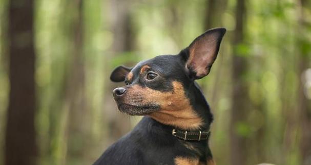 小鹿犬适合与哪些狗一起养？（寻找小鹿犬的最佳伴侣）