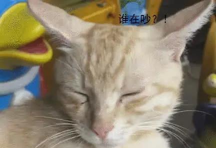 小猫放在陌生的地方，会丢吗？（掌握这些宠物管理技巧，让你的小猫安全无忧）