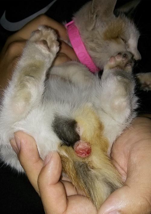 小猫肛脱怎么治疗？（教你如何帮助你的宠物恢复健康）
