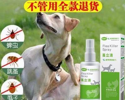 小猫身上跳蚤怎么立刻消灭？（宠物主人必备的跳蚤防治攻略！）
