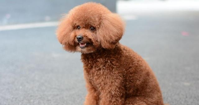 小泰迪犬怎么养？（以水果为主，让宠物更健康！）