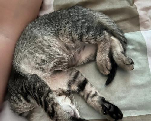 如何帮助你的宠物猫熟睡一整晚（解决你的宠物猫过度睡眠问题的有效方法）
