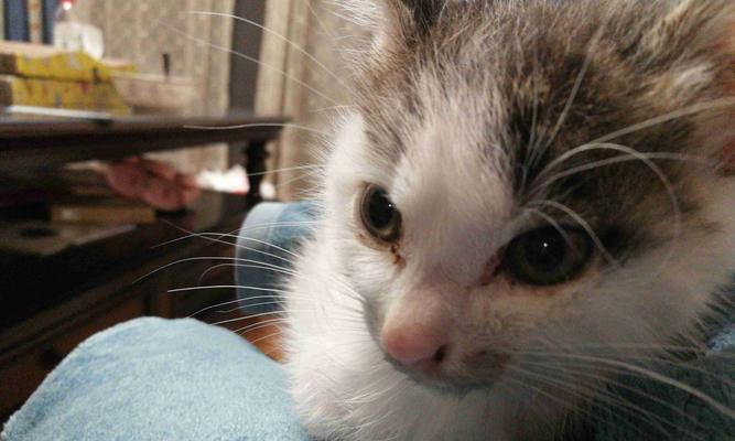 宠物小猫的饮食健康问题（以2月小猫一天吃什么吐什么为例，探讨宠物饮食健康问题）