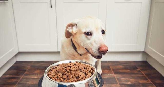 新手养狗必看！如何正确喂食刚刚抱回来的幼犬？（幼犬的饮食需求、狗粮品牌推荐、喂养技巧）