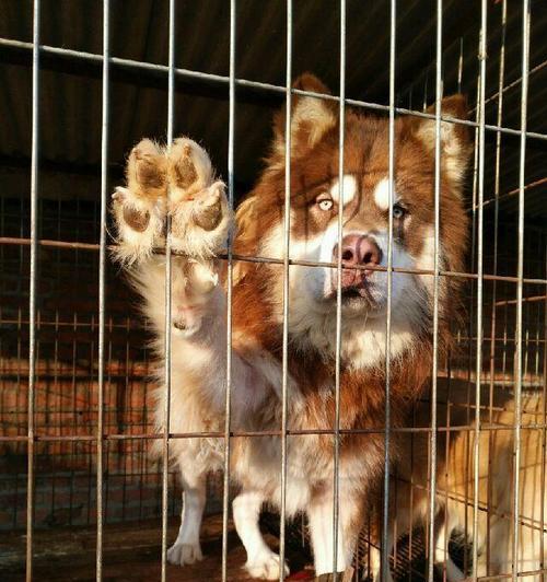 选择最适合的犬种与阿拉斯加搭配（了解如何选择最适合的伴侣犬）