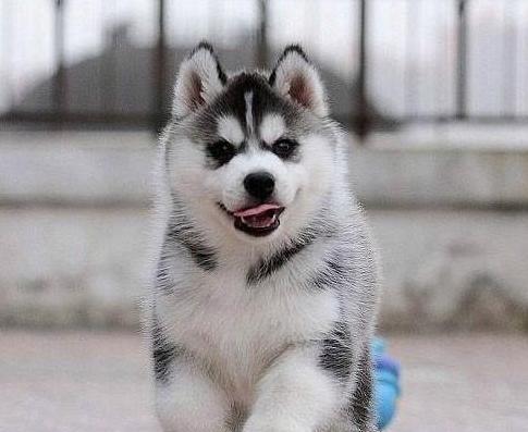 纯种哈士奇幼犬价格与养护指南（探究市场价和如何照顾纯种哈士奇幼犬）