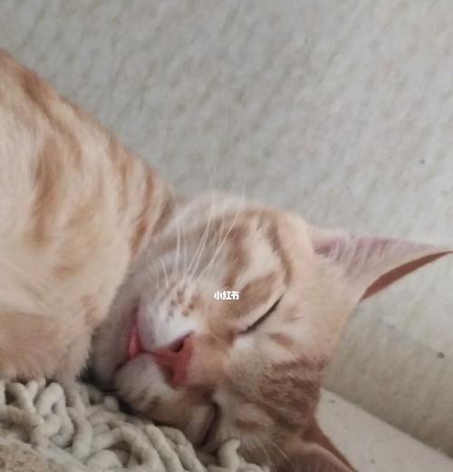 从别人家抱回来的猫咪（掌握正确的方法，让它成为你的忠诚伙伴）