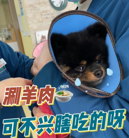 小狗什么时候打针？（宠物主人必看的养犬指南。）