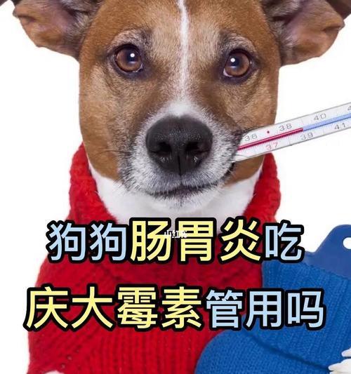 狗狗肠胃炎恢复全攻略（解读肠胃炎的成因，实用方法让宠物快速康复）