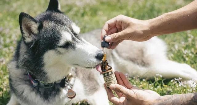 狗狗吃完驱虫药后出现拉吐症状怎么办？（如何避免狗狗因驱虫药引起的拉吐症状）