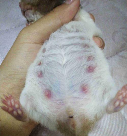 狗狗尿液有血丝？病因和治疗方法详解！（关注狗狗的健康，了解尿液中血丝的原因及应对方式）