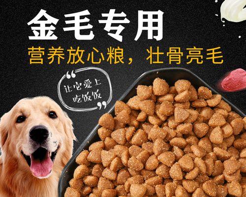 如何给三个月大的金毛犬定制健康饮食计划（每天吃多少狗粮才合适？宠物主人必看！）