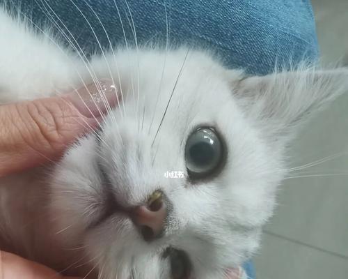 猫为什么会从鼻腔发出声音？（探究猫咪发出“嘶嘶”声的原因与健康问题）