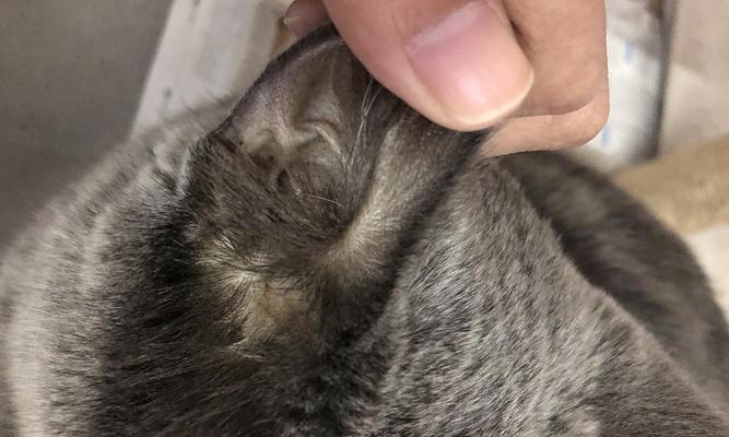 如何治疗宠物猫咪的黄疸症状（宠物猫咪黄疸症状的危害及治疗方法）