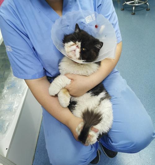 猫咪健康之（以宠物为主，为你的猫咪的健康负责）