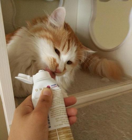 如何帮助猫咪缓解流泪流鼻涕的症状？（药物治疗、食物调节及环境改善是关键）