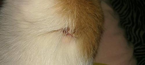 猫咪疾病传染给人，你知道吗？（保护自己和家人，了解猫咪传染病）