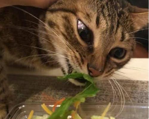 宠物猫咪生病了应该吃哪些水果（了解猫咪的食物偏好，给它科学合理的膳食）