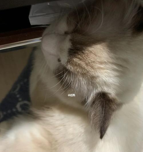 揭秘猫咪头部被打肿了的原因与解决方法（以爱宠为主，如何保护猫咪的健康？）