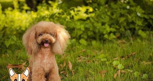 泰迪犬肠胃炎的治疗方法（宠物健康不容忽视，如何有效预防和治疗泰迪犬肠胃炎？）