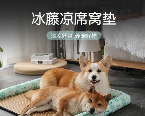 夏天给狗狗喝什么最好？