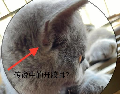 宠物小猫的耳朵特点——探究猫咪耳朵的神奇之处