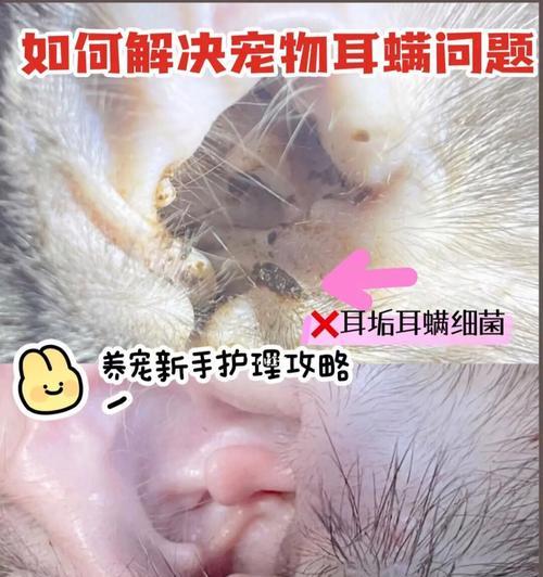 小猫耳朵突然出血了该怎么办？（宠物的健康需要我们关注，小猫咪出现耳朵出血怎么办？）