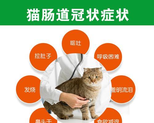 猫拉肚子发烧该怎么办？（宠物也需要看病，这些药物是你的救星！）