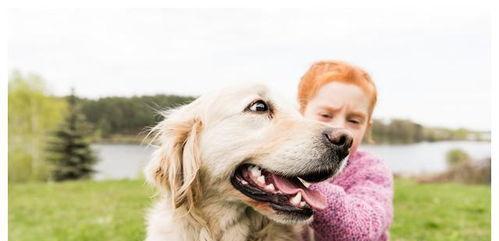 训练金毛犬的诀窍（以宠物为主的训练方法）