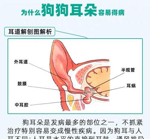 如何解决苏格兰牧羊犬口臭问题？（关爱宠物健康，从口腔护理开始）