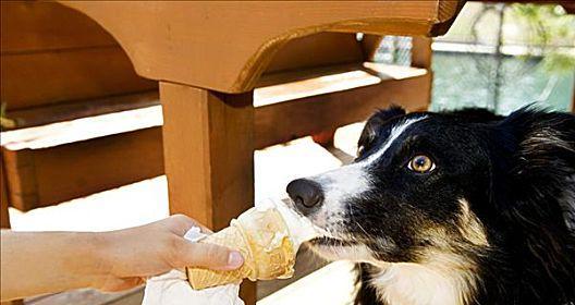 你的苏格兰牧羊犬可以吃冰激凌吗？（探讨宠物饮食健康，了解是否适合给狗狗吃冰激凌）