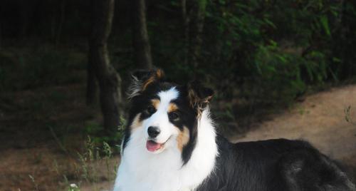 带边境牧羊犬出游必知事项（宠物旅行攻略，以边境牧羊犬为例）