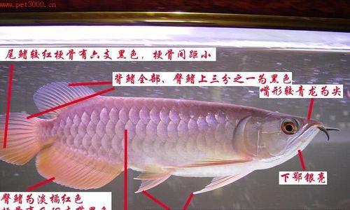 红虎头金鱼的饲养方法（打造健康快乐的水族宠物——红虎头金鱼）