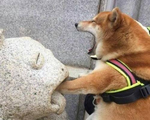狗狗生小狗阴部问题解析（探究狗狗生小狗时阴部问题的原因及解决方法）