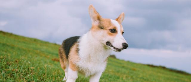 科学喂养，让你的柯基犬健康成长（一天吃多少是最合适的？如何科学喂养？）