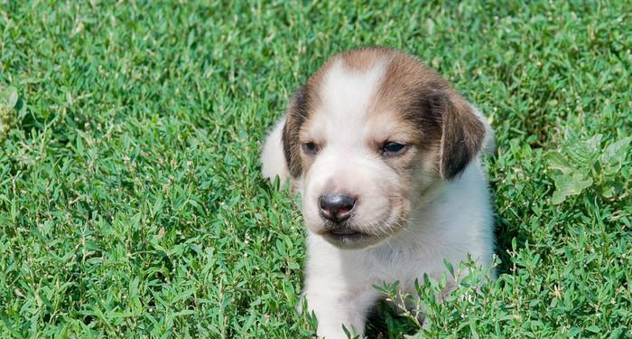 以拳师犬为例，为什么宠物会吃草？（探究拳师犬吃草的原因和宠物吃草的常见现象）